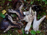 Russula dissimulans image