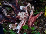 Russula dissimulans image