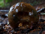 Suillus ponderosus image