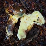 Suillus ponderosus image
