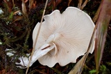 Clitopilus prunulus image