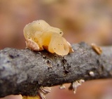 Naematelia aurantia image