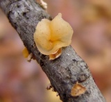 Naematelia aurantia image
