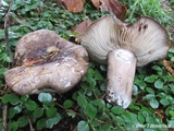 Russula albonigra image