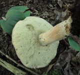 Boletus pallidus image