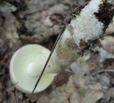 Boletus pallidus image