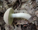 Boletus pallidus image
