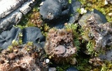 Plicaria carbonaria image