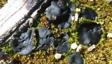 Plicaria carbonaria image