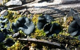 Plicaria carbonaria image