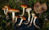 Pholiota castanea image