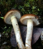 Pholiota castanea image