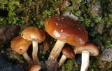 Pholiota castanea image