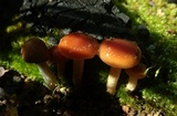 Pholiota castanea image