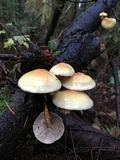 Hypholoma capnoides image