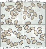 Inocybe rimosa image