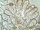 Inocybe rimosa image