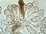 Inocybe rimosa image