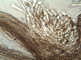 Inocybe rimosa image
