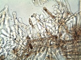 Inocybe rimosa image