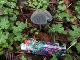 Parasola auricoma image