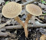 Frostiella russellii image