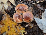 Tricholoma ferrugineum image