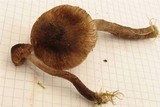 Inocybe relicina image