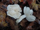 Tricholoma subresplendens image