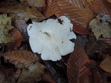 Tricholoma subresplendens image