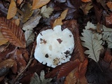 Tricholoma subresplendens image