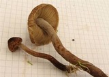 Inocybe relicina image