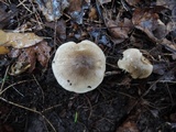 Tricholoma olivaceobrunneum image