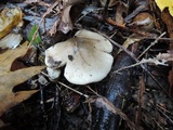 Tricholoma olivaceobrunneum image