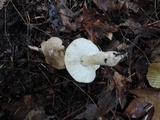 Tricholoma olivaceobrunneum image
