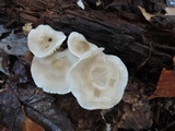 Tricholoma saponaceum image