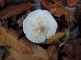 Tricholoma saponaceum image