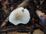 Tricholoma saponaceum image