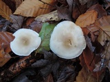 Tricholoma saponaceum image