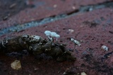 Tetrapyrgos nigripes image