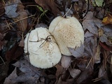 Amanita chrysoblema image