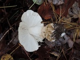Amanita chrysoblema image