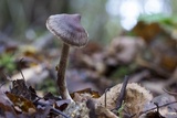 Cortinarius decipiens image