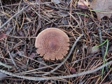 Tricholoma vaccinum image