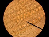 Pulvinula convexella image
