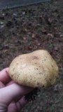 Suillus americanus image