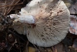Lactarius chelidonium image