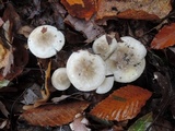 Hygrophorus occidentalis image