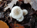 Hygrophorus occidentalis image