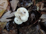 Hygrophorus occidentalis image